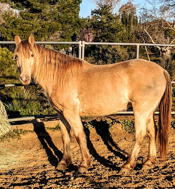 Benny, Missouri Fox Trotter for sale