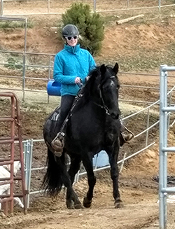 Reg Mo Fox Trotter for sale in California