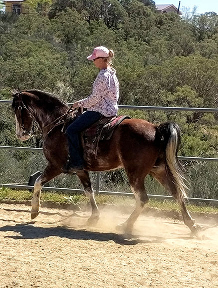 Missouri Fox Trotter for sale