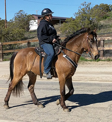 Reg Mo Fox Trotter for sale in California