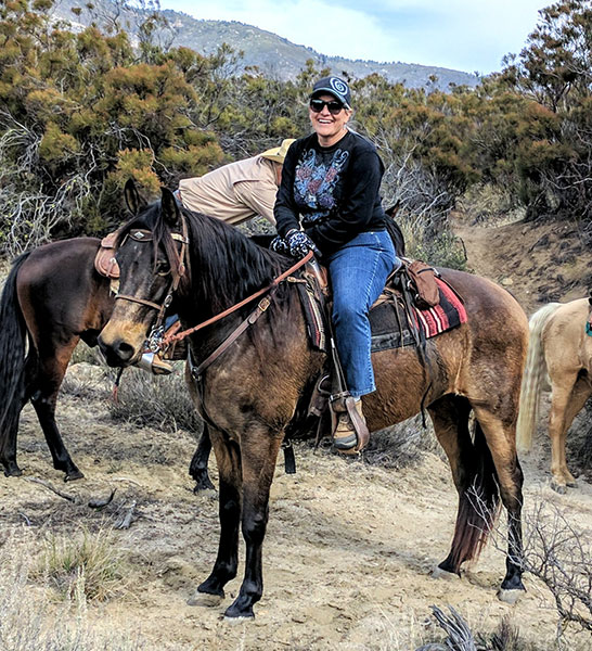 Missouri Fox Trotter for sale