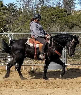 Registered Missouri Fox Trotter for sale in California
