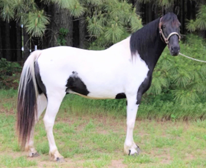 Spotted Saddle Horse for sale