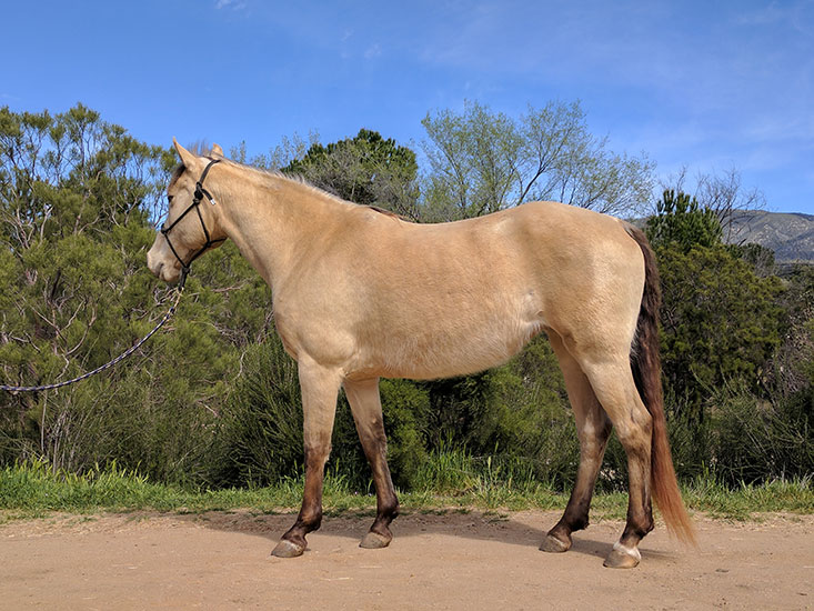Rose, Missouri Fox Trotter for sale