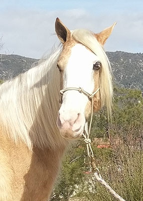 Missouri Fox Trotter For Sale in California
