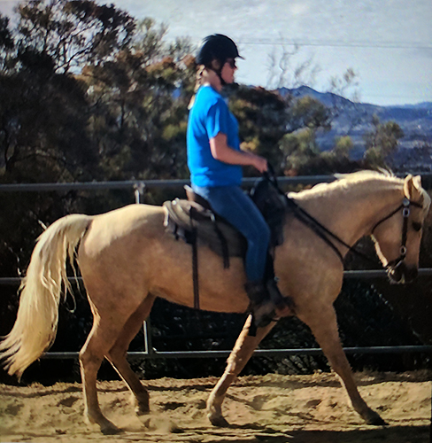 Tequila Reg Mo Fox Trotter for sale in California
