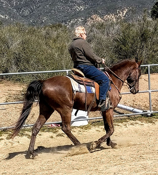 Missouri Fox Trotter for sale