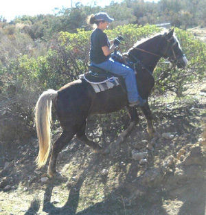 Registered Peruvain Paso/Rocky Mountain Horse cross for sale in Anza, CA 92539