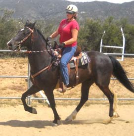 Registered Rocky Mountain Horse for sale
