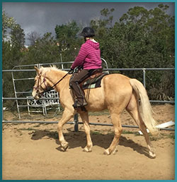 Register Missouri Fox Trotter for sale in California