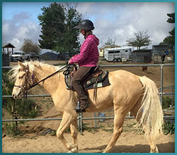 Reg. Missouri FOx Trotter for Sale ~ Southern California